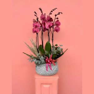  Bodrum Blumen - Die Orchideen