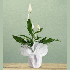  Bodrum Çiçekler - Saksı Çiçekleri