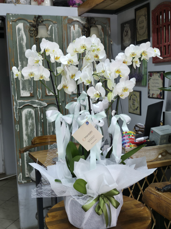  Bodrum Çiçekler - 4 Dal Safir Orkide