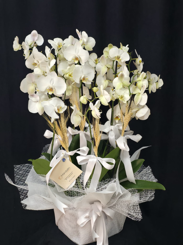 Bodrum Çiçek Siparişi - 6 Dal Orkide