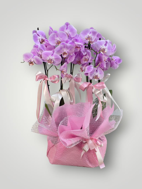  Bodrum Çiçek Gönder - 4 Dal Orkide