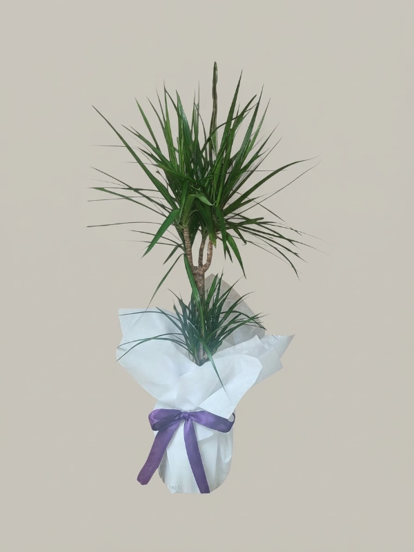  Bodrum Çiçek Gönder - Zarif Güç - Dracaena Marginata