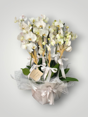  Bodrum Send Flowers - Premium 35 Red Rose Bouquet