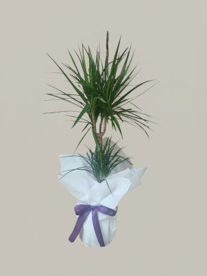  Bodrum Çiçek Gönder - Zarif Güç - Dracaena Marginata