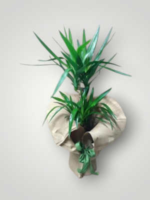  Bodrum Çiçekçiler - Anma Çelengi Aranjmanı